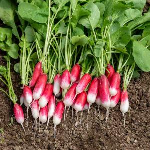 Radis Expo HF1 - Graines d'Exception